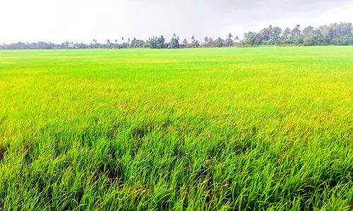 പാടങ്ങളിൽ കരിഞ്ചാഴി ആക്രമണം രൂക്ഷം; ആശങ്കയോടെ കർഷകർ