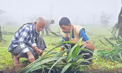 കാട്ടുമരൈതകൾ നട്ടുപിടിപ്പിക്കൽ കാമ്പയിൻ പുരോഗമിക്കുന്നു കാട്ടുമരൈതകൾ നട്ടുപിടിപ്പിക്കൽ കാമ്പയിൻ പുരോഗമിക്കുന്നു