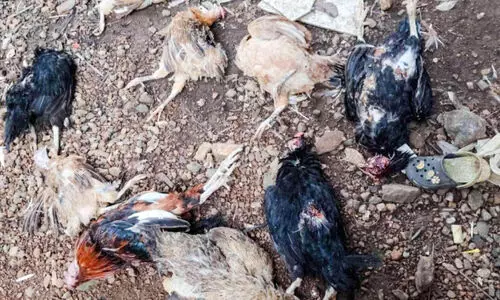 അജ്ഞാതജീവി കോഴികളെ കൊന്നു