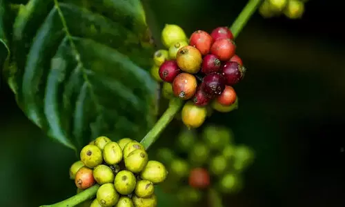 കാപ്പി കര്‍ഷകര്‍ക്ക് അഭിമാനം; വയനാടൻ റോബസ്റ്റ കാപ്പിക്ക് ദേശീയ അംഗീകാരം