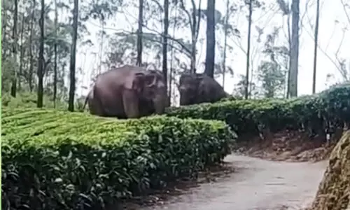 Wild Elephants