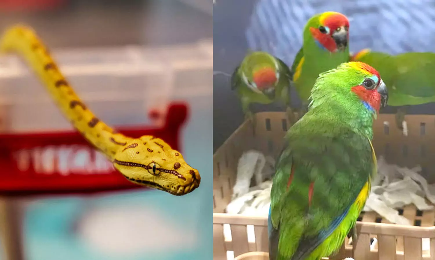 snake and parrot 0989089