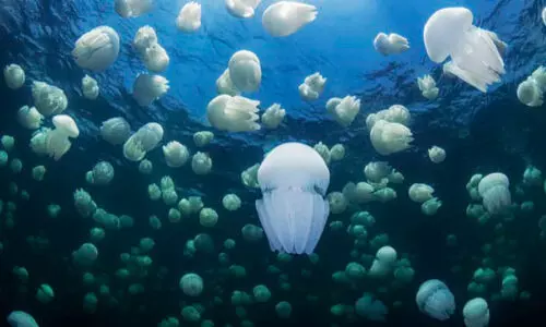 jellyfish