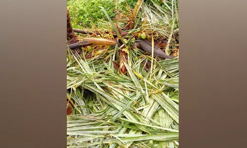 ആറളം ഫാമിൽ കാട്ടാനകളുടെ വിളയാട്ടം; ഒരാഴ്ചക്കുള്ളിൽ മറിച്ചിട്ടത് 25ലധികം കായ്ഫലമുള്ള തെങ്ങുകൾ