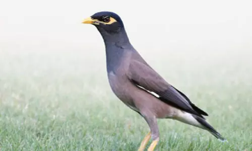 myna