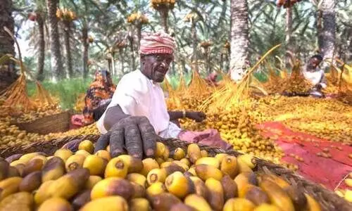 ‘ത​ബ്സീ​ൽ’ അ​വ​സാ​ന​ത്തി​ലേ​ക്ക്; ഗ്രാ​മ​ങ്ങ​ളി​ൽ ഉ​ത്സ​വാ​ര​വം