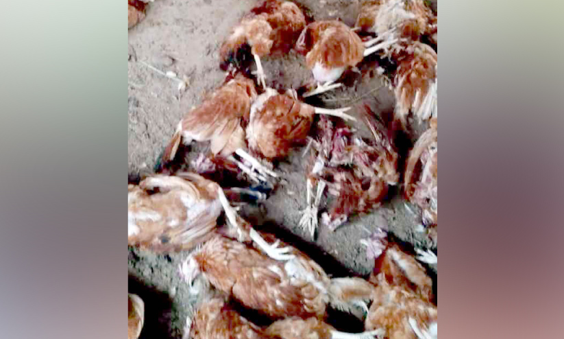 തെരുവ് നായ ആക്രമണം; 50 ഓളം കോഴികൾ ചത്തു തെരുവ് നായ ആക്രമണം; 50 ഓളം കോഴികൾ ചത്തു