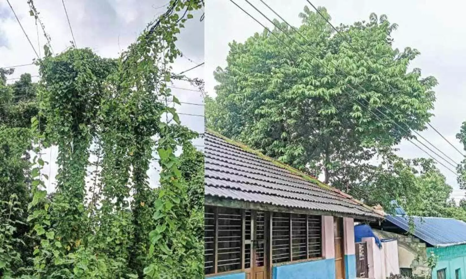 വൈ​ദ്യു​തി ലൈ​ൻ താ​ഴ്ന്നു​ത​ന്നെ; ന​ട​പ​ടി ക​ട​ലാ​സി​ൽ