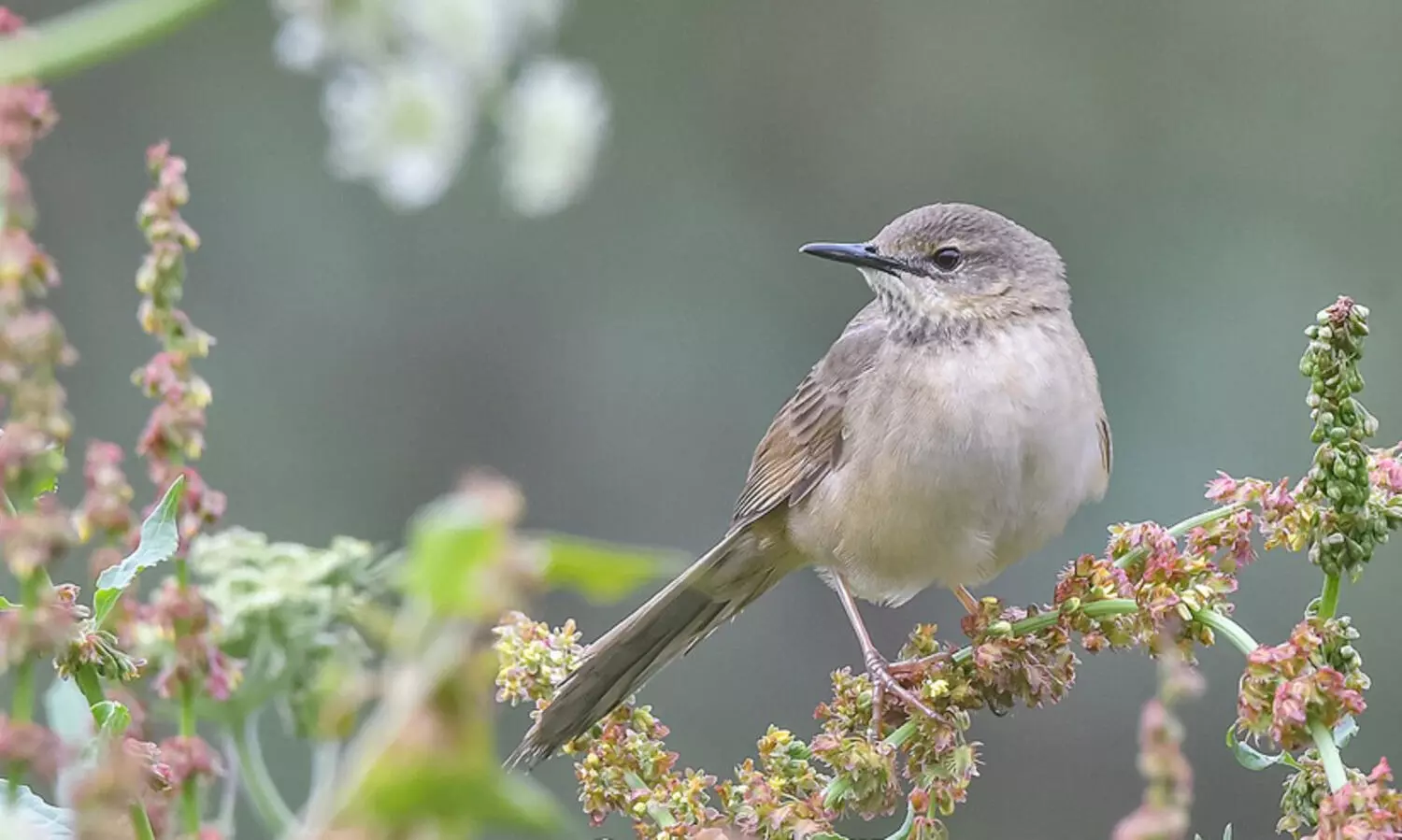 46 വർഷത്തിനുശേഷം അപൂർവ പക്ഷിയെ കാർഗിലിൽ കണ്ടെത്തി