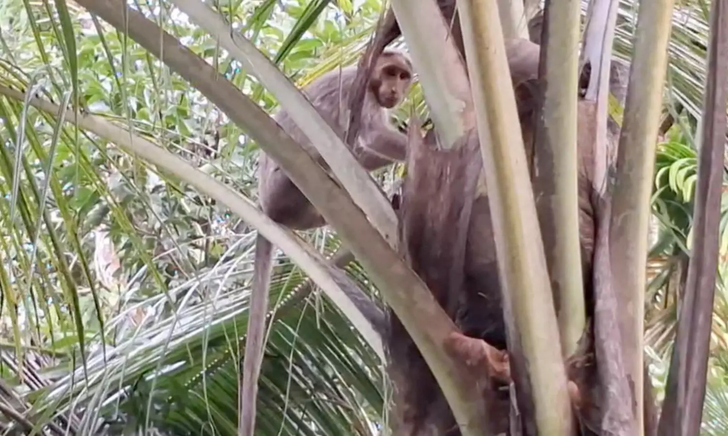 രണ്ട് ദിവസം മുമ്പ് വാങ്ങിയ ഫോൺ തട്ടിയെടുത്ത് തെങ്ങിൽ കയറി വാനരൻ