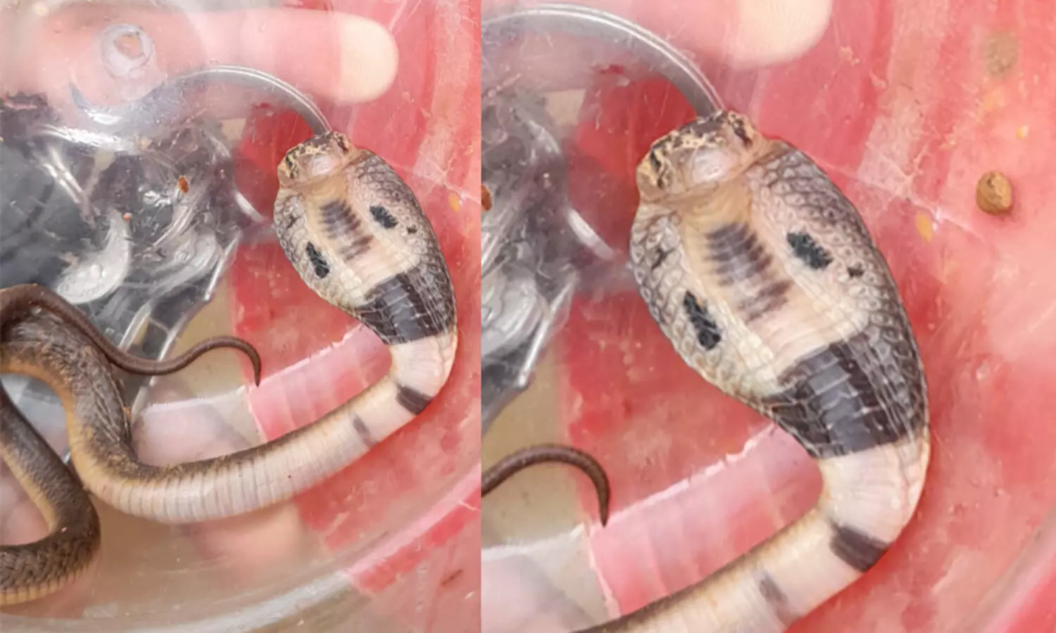 കളിക്കിടെ ഇഴഞ്ഞെത്തി മൂർഖൻ; കുപ്പിയിലാക്കി കുട്ടിക്കൂട്ടം, ഞെട്ടി വീട്ടുകാർ