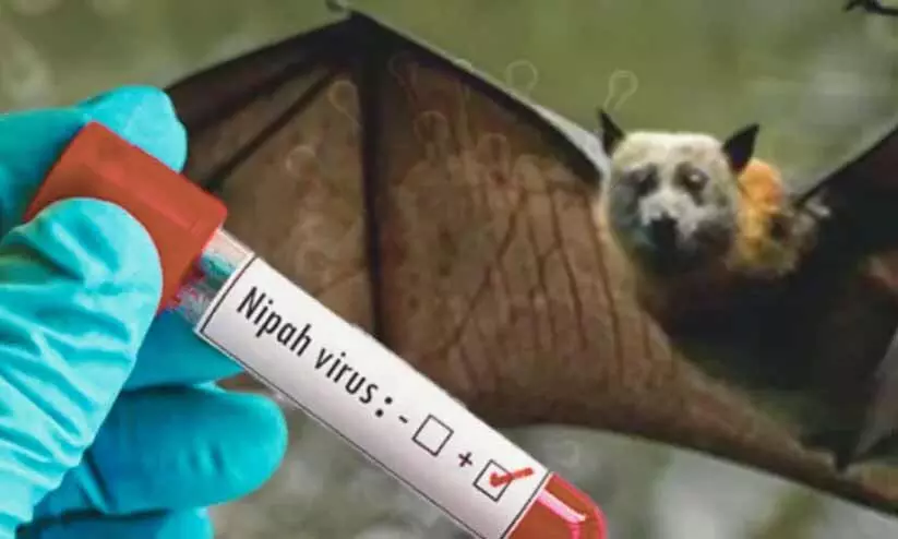 നിപ; സമ്പർക്കപ്പട്ടികയിൽ 425 പേർ നിപ; സമ്പർക്കപ്പട്ടികയിൽ 425 പേർ