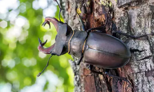 ഭാഗ്യവും സമൃദ്ധിയും കൊണ്ടുവരുന്ന പ്രാണി! ഒന്നിന് വില 75 ലക്ഷം, സ്റ്റാഗ് വണ്ട് ചില്ലറക്കാരനല്ല...