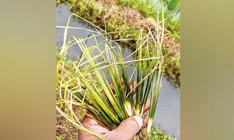 ഓല കരിച്ചിൽ വ്യാപകം നിർദേശവുമായി കൃഷിവകുപ്പ്