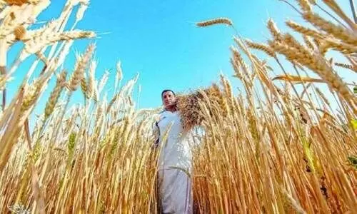 സ​ലാ​ല മി​ൽ​സ് ക​മ്പ​നി 1,10,000 ട​ൺ റ​ഷ്യ​ൻ ഗോ​ത​മ്പ് ഇ​റ​ക്കു​മ​തി ചെ​യ്യും