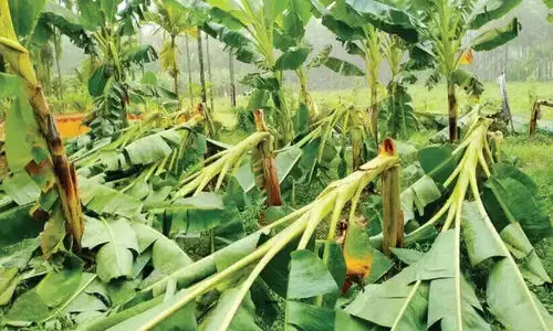 മഴയിൽ ഒലിച്ചുപോയത് 44 കോടിയുടെ കൃഷി