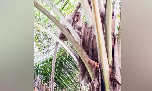 അമ്പട വീരാ! മൊബൈൽ ഫോണുമായി വാനരൻ കടന്നു