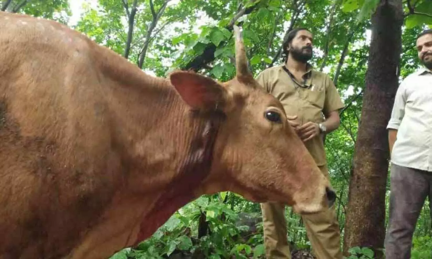 വീണ്ടും കടുവ; പു​ല്ല​ങ്കോ​ട് എ​സ്റ്റേ​റ്റി​ൽ തൊ​ഴി​ലാ​ളി​യു​ടെ മു​ന്നി​ൽ പ​ശു​വി​നെ ആ​ക്ര​മി​ച്ചു