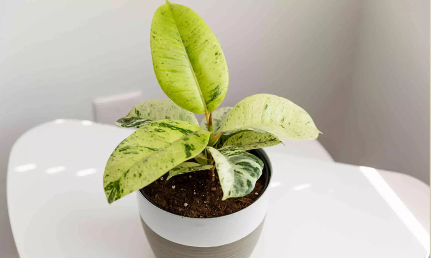 ഫികസ്​ ശിവറീന