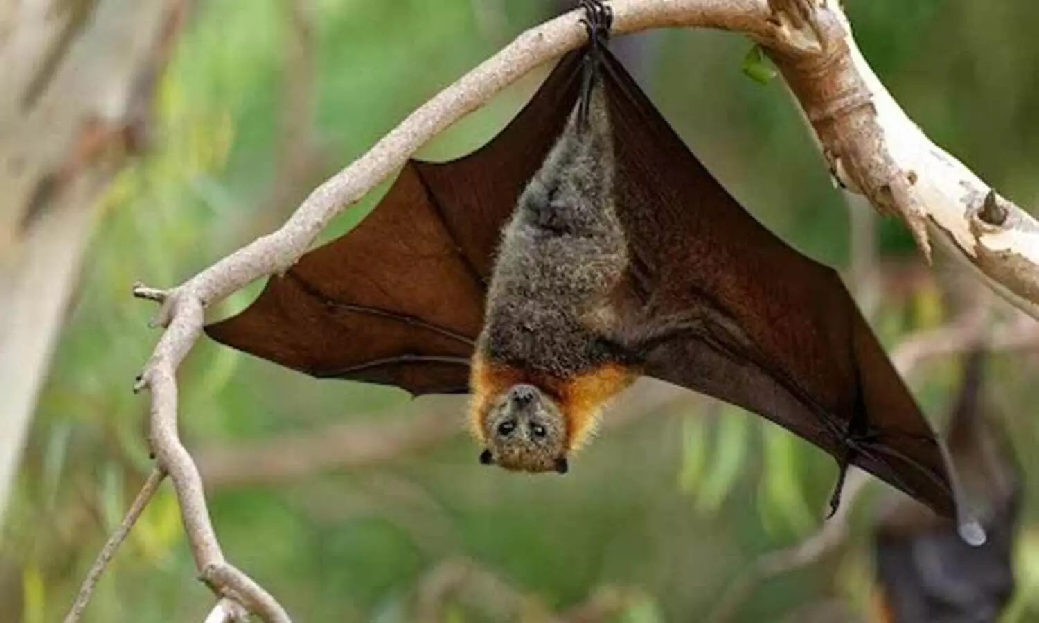 നി​പ; ജി​ല്ല​യി​ൽ 13പേ​ർ നി​രീ​ക്ഷ​ണ​ത്തി​ൽ