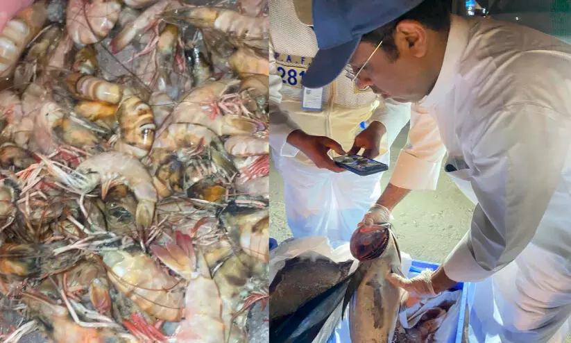 ഭക്ഷ്യയോഗ്യമല്ലാത്ത 10 ടൺ മത്സ്യവും ചെമ്മീനും പിടിച്ചെടുത്തു ഭക്ഷ്യയോഗ്യമല്ലാത്ത 10 ടൺ മത്സ്യവും ചെമ്മീനും പിടിച്ചെടുത്തു