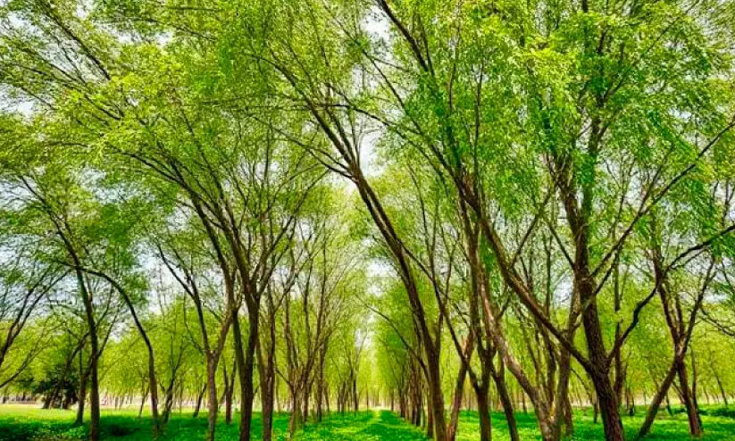 തും​റൈ​ത്തി​ൽ 5.3 ദ​ശ​ല​ക്ഷം റി​യാ​ലി​ന്റെ മു​രി​ങ്ങ​ക്കൃ​ഷി