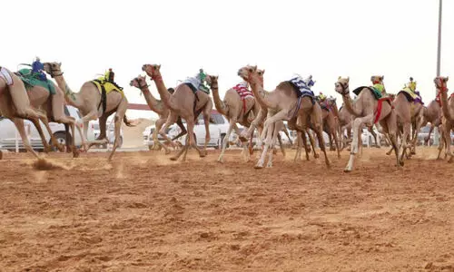 sharjah camel race