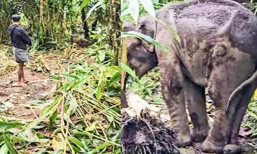 തുമ്പിപ്പാറയിൽ കാട്ടാനക്കൂട്ടമിറങ്ങി; വ്യാപകമായി ഏലകൃഷി നശിപ്പിച്ചു