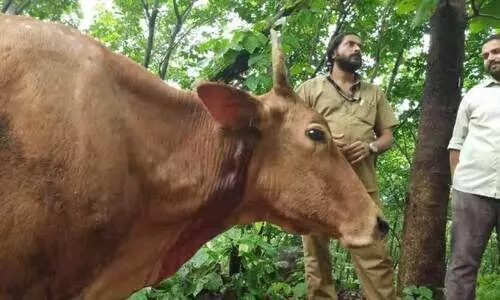 വീണ്ടും കടുവ; പു​ല്ല​ങ്കോ​ട് എ​സ്റ്റേ​റ്റി​ൽ തൊ​ഴി​ലാ​ളി​യു​ടെ മു​ന്നി​ൽ പ​ശു​വി​നെ ആ​ക്ര​മി​ച്ചു