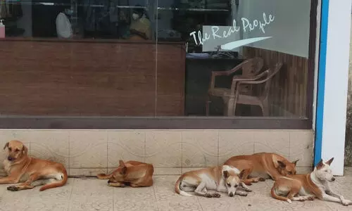 തെരുവുനായ്ക്കൾ ജീവനെടുക്കുമ്പോഴും എ.ബി.സിയില്ലാതെ നാലു ജില്ലകൾ തെരുവുനായ്ക്കൾ ജീവനെടുക്കുമ്പോഴും എ.ബി.സിയില്ലാതെ നാലു ജില്ലകൾ