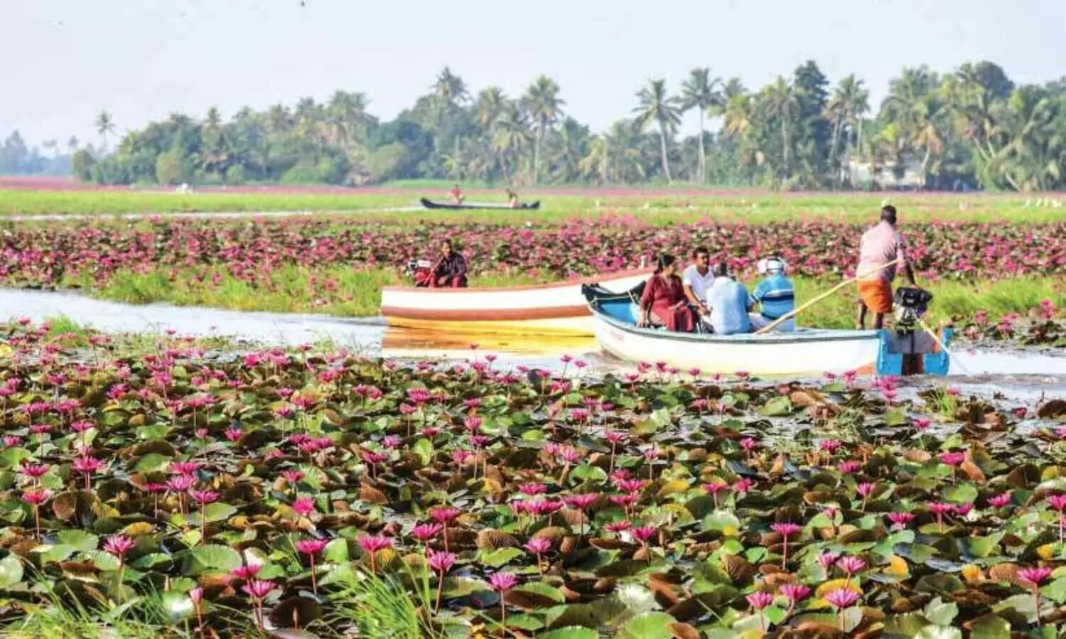 മനം നിറച്ച്​ മലരിക്കൽ ആമ്പൽ വസന്തം