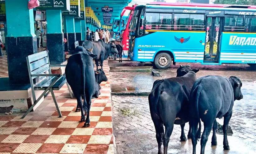 ഇത് ബസ് സ്റ്റാൻഡോ കാലിത്തൊഴുേത്താ..യാ​ത്രി​ക​ർ​ക്ക് പ​റ​ഞ്ഞ​റി​യി​ക്കാ​ൻ ക​ഴി​യാ​ത്ത ദു​രി​തം