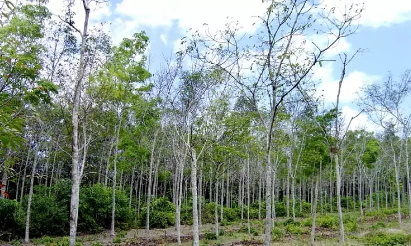 റബർ തോട്ടങ്ങളിൽ ഇലപൊഴിച്ചിൽ വ്യാപകം; കർഷകർക്ക് വൻ നഷ്ടം റബർ തോട്ടങ്ങളിൽ ഇലപൊഴിച്ചിൽ വ്യാപകം; കർഷകർക്ക് വൻ നഷ്ടം