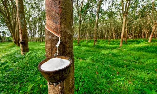 ആകാശം തെളിയുന്നതും കാത്ത് റബർ കർഷകർ ആകാശം തെളിയുന്നതും കാത്ത് റബർ കർഷകർ