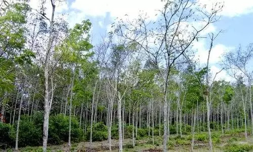 റബർ തോട്ടങ്ങളിൽ ഇലപൊഴിച്ചിൽ വ്യാപകം; കർഷകർക്ക് വൻ നഷ്ടം