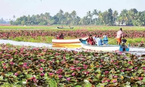 മനം നിറച്ച്​ മലരിക്കൽ ആമ്പൽ വസന്തം