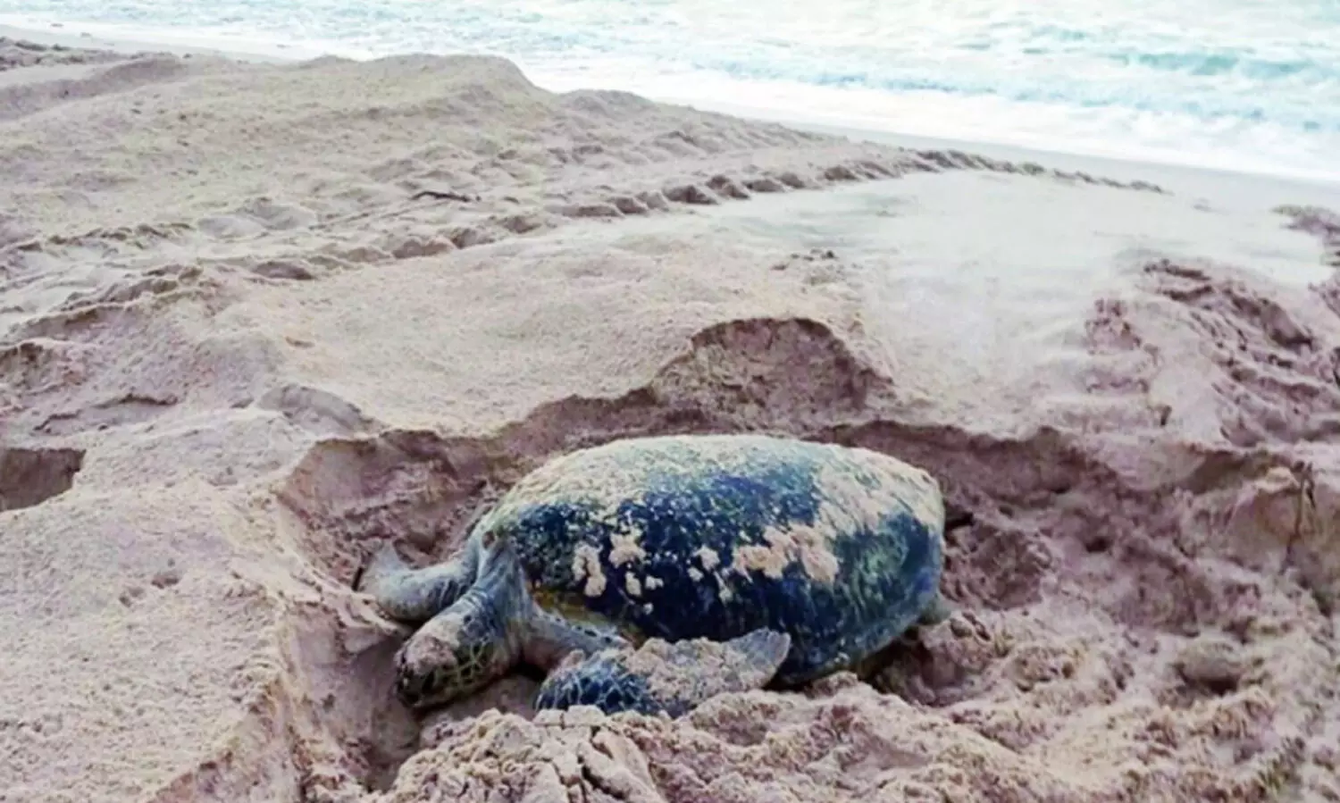 ‘ത​റ​വാ​ട്’ മ​റ​ന്നി​ല്ല; ക​ട​ലാ​മ തി​രി​ച്ചെ​ത്തി