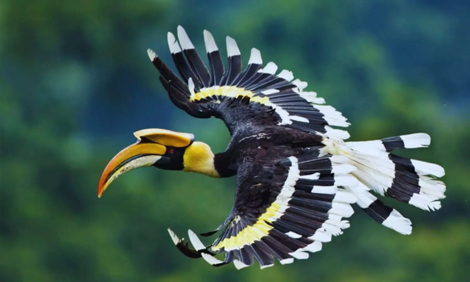 കേരളത്തിന്റെ ദേശീയ പക്ഷിയായ വേഴാമ്പലിനെ സംരക്ഷിക്കാൻ തമിഴ്നാട് ഗവൺമെന്റിന്റെ ഒരുകോടിയുടെ പദ്ധതി