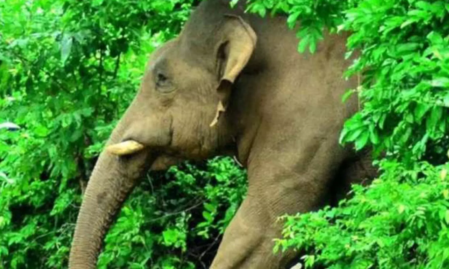 അട്ടപ്പാടിയിൽ പശുവിനെ മേയ്ക്കാൻ പോയ 40കാരനെ കാട്ടാന ചവിട്ടിക്കൊന്നു