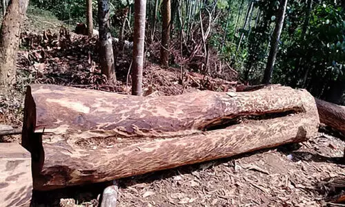 വിവാദ മരം വിൽപന: തലയൂരാനുള്ള ഉദ്യോഗസ്ഥ നീക്കത്തിനെതിരെ​ മുഖ്യമന്ത്രിക്ക് പരാതി