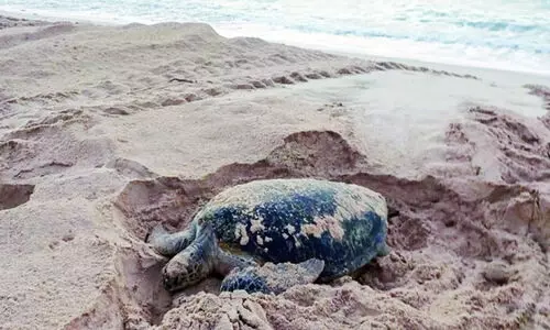 ‘ത​റ​വാ​ട്’ മ​റ​ന്നി​ല്ല; ക​ട​ലാ​മ തി​രി​ച്ചെ​ത്തി