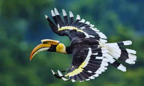 കേരളത്തിന്റെ ദേശീയ പക്ഷിയായ വേഴാമ്പലിനെ സംരക്ഷിക്കാൻ തമിഴ്നാട് ഗവൺമെന്റിന്റെ ഒരുകോടിയുടെ പദ്ധതി