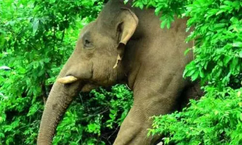 അട്ടപ്പാടിയിൽ പശുവിനെ മേയ്ക്കാൻ പോയ 40കാരനെ കാട്ടാന ചവിട്ടിക്കൊന്നു