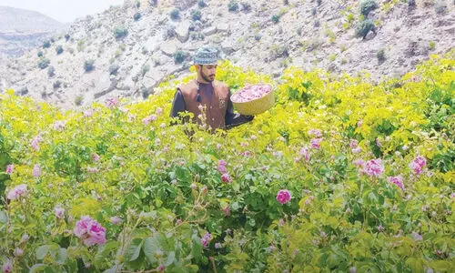 പൊളിമൂഡിൽ ജബൽ അഖ്ദർ...; ഈ വർഷത്തിന്റെ ആദ്യ പകുതിയിലെത്തിയത്  89,780 സഞ്ചാരികൾ