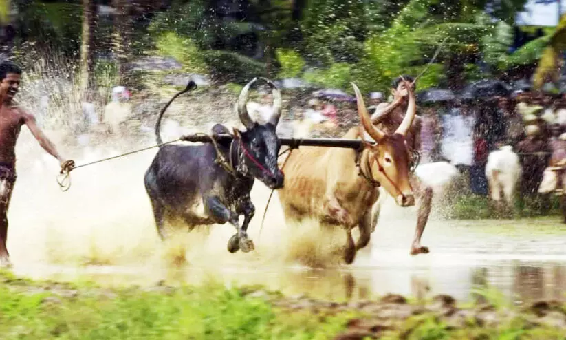 നിലച്ചിട്ട് 17 വർഷം; മടങ്ങിയെത്തുമോ, ആനന്ദപ്പള്ളി മരമടി നിലച്ചിട്ട് 17 വർഷം; മടങ്ങിയെത്തുമോ, ആനന്ദപ്പള്ളി മരമടി