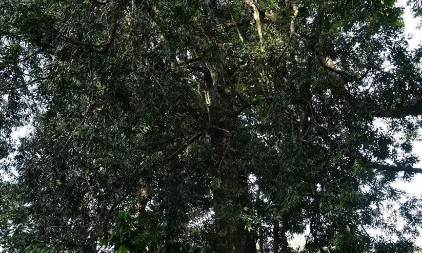 ഗ​വി​യി​ൽ കൗ​തു​ക​മാ​യി ഗോ​ഫ​ർ മ​രം