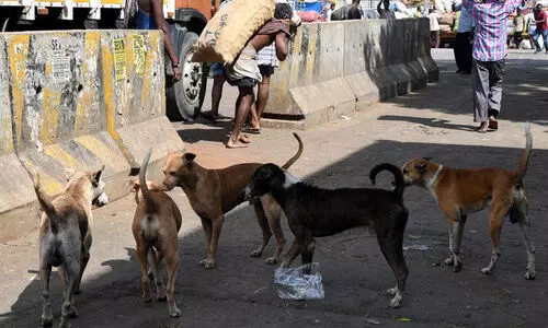 സംസ്ഥാനത്ത് പേ​വി​ഷ ബാ​ധ​യേ​റ്റ് മ​രി​ക്കു​ന്ന​വ​രു​ടെ എ​ണ്ണ​ത്തി​ൽ വ​ർ​ധ​ന