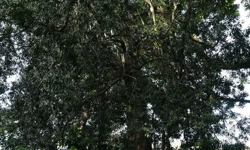 ഗ​വി​യി​ൽ കൗ​തു​ക​മാ​യി ഗോ​ഫ​ർ മ​രം