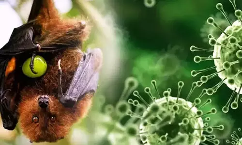 Nipah Virus