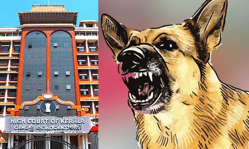 stray dogs, High Court,